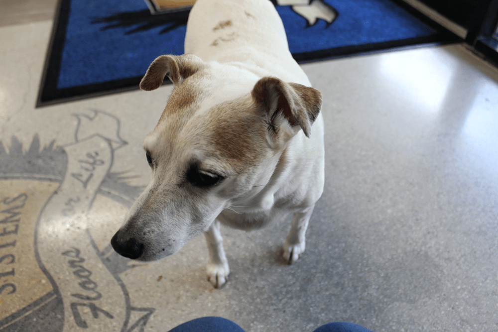 Pawsitive Vibes at XPS: A dog-friendly working environment.